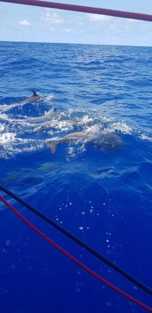 53308930_676094342809295_7780255784083914752_n